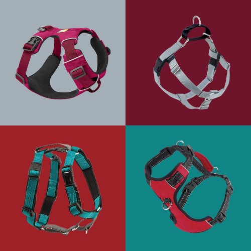 The 11 Best No-Pull Dog Harnesses, According to Pet Experts