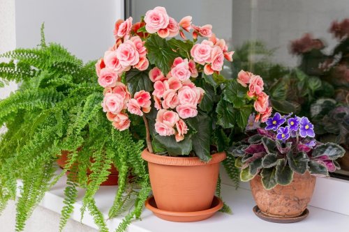16 Indoor Flowering Plants to Make Your Home More Colorful