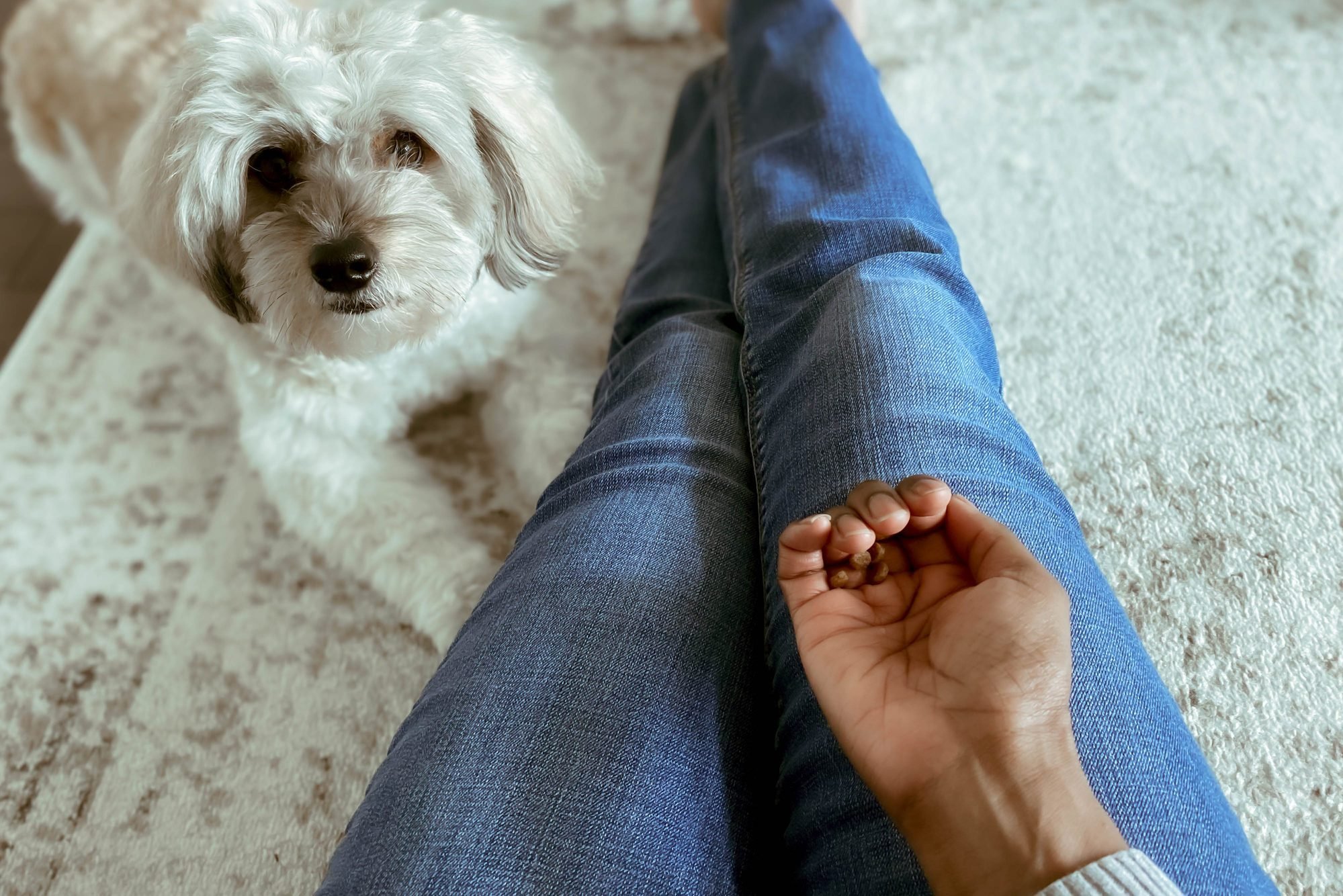 13 Things to Know Before Giving CBD to Your Pet