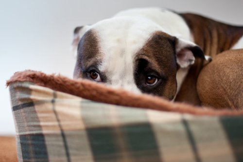 Why Are Dogs Scared of Fireworks—and How Can You Calm Them Down?