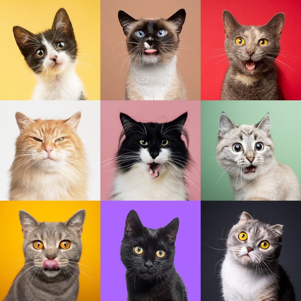 Cats are Awesome - cover
