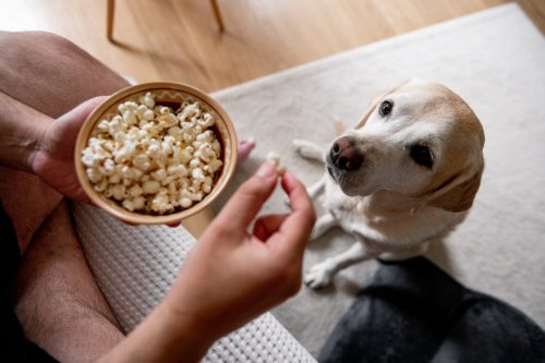 Can Dogs Eat Popcorn? Here’s What the Experts Say