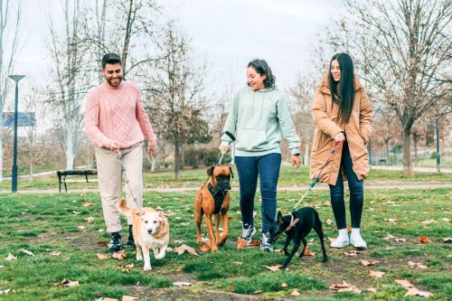 A New Study Reveals There Are 3 Types of Dog Owners in the World. Which Are You?