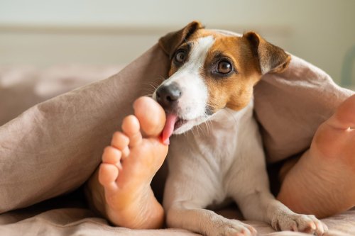 Why Does Your Dog Lie on Your Feet?