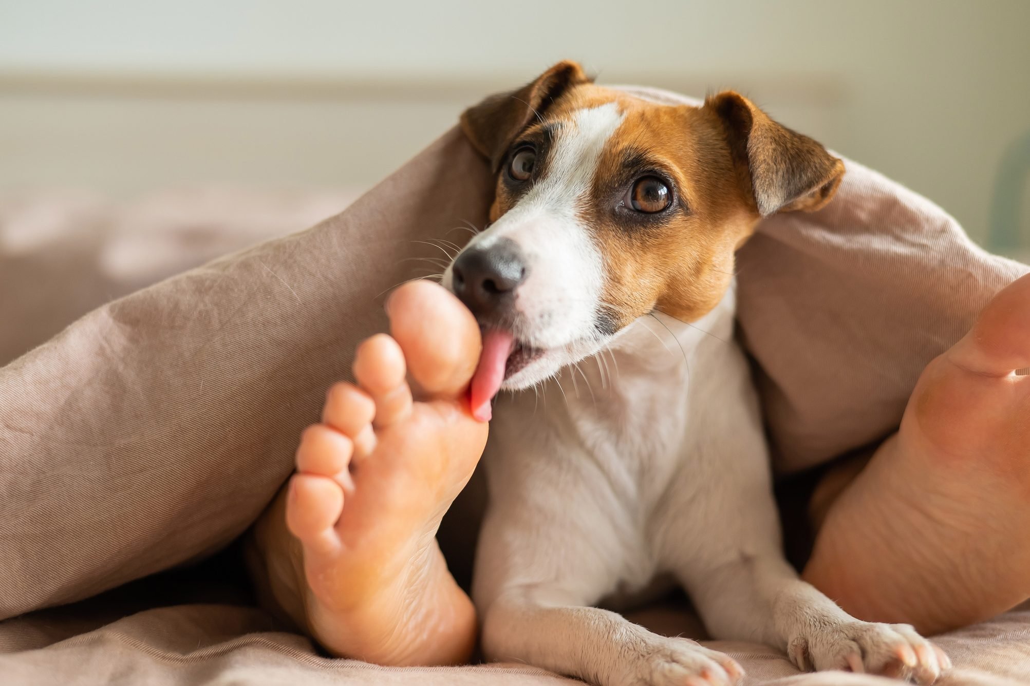 Why Do Dogs Lick Your Feet?