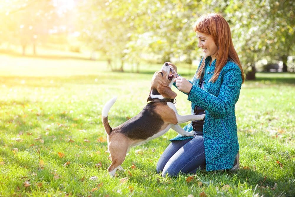 8 Signs Your Dog Really Does Trust You