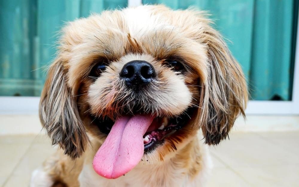 19 Things Your Dog Actually Wants from You
