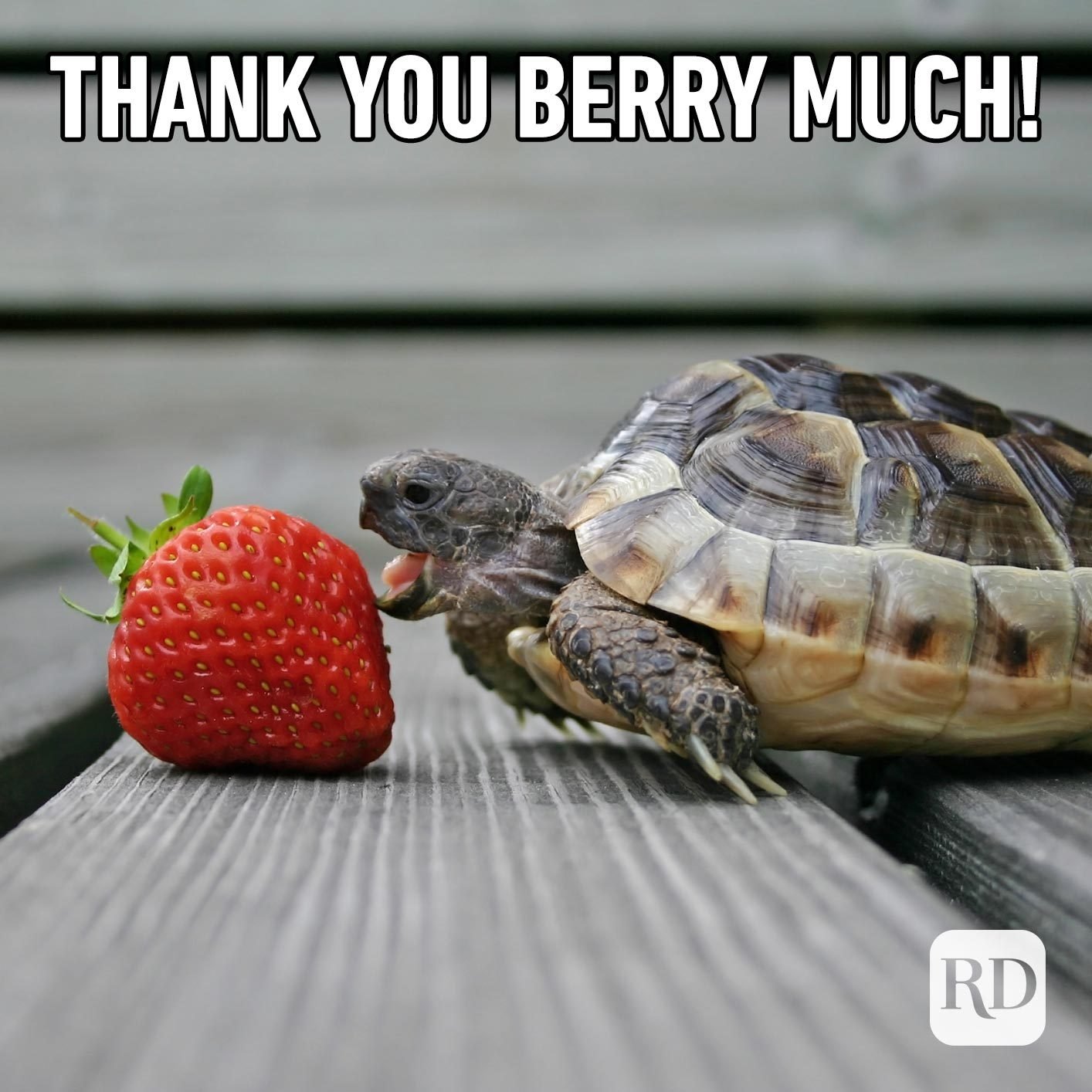30 Funny Thank You Memes for Every Occasion