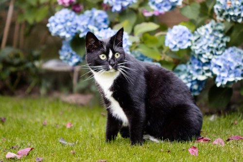 How to Keep Cats Out of Your Yard and Garden | Flipboard