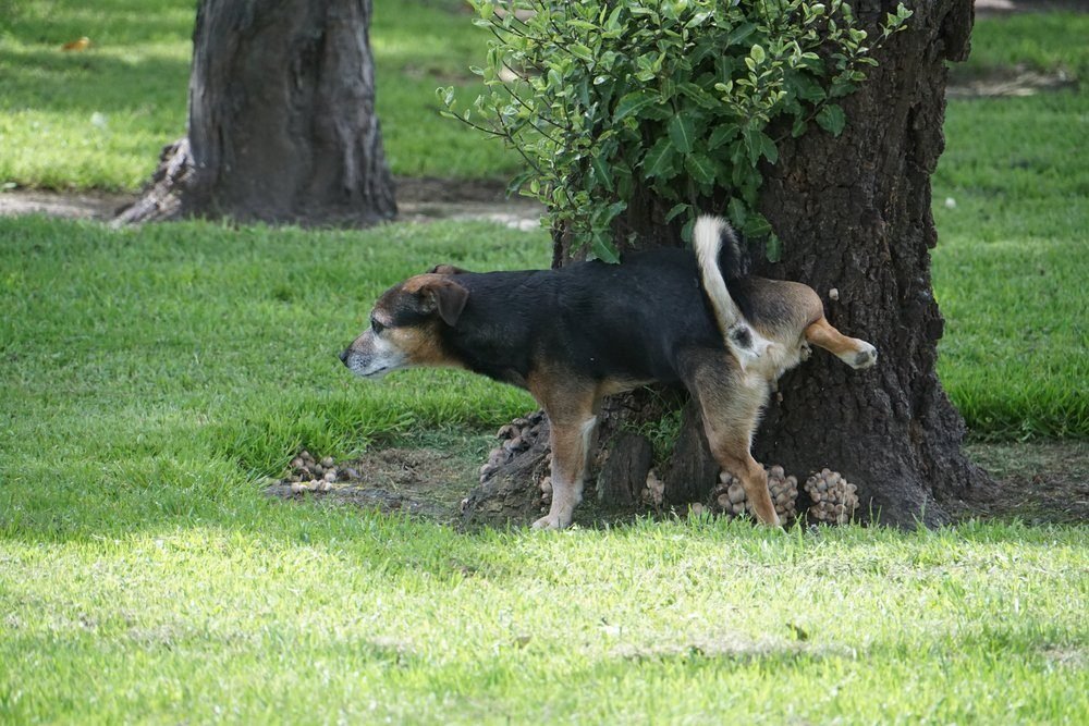 Here’s Why Dogs Kick Up Your Lawn After They Pee
