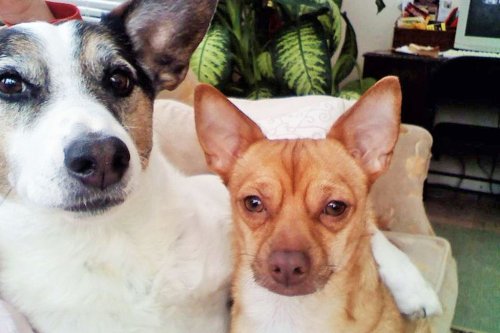 The Story of an Adopted Pet Dog Who Adopted His Own Pet Dog