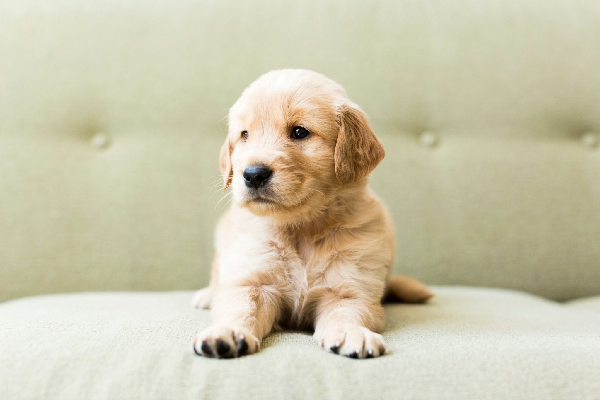 The Ultimate Roundup of the 50 Cutest Dog Breeds as Puppies