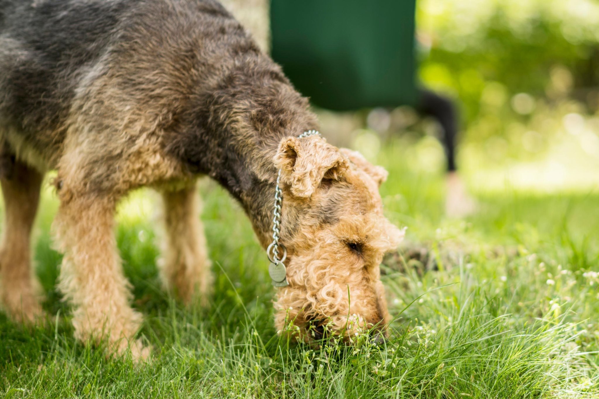 Why Do Dogs Eat Grass? 7 Common Reasons