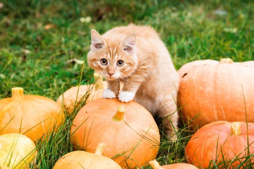 Can Cats Eat Pumpkin? Vets Explain the Pros and Cons of This Tasty Fall Treat