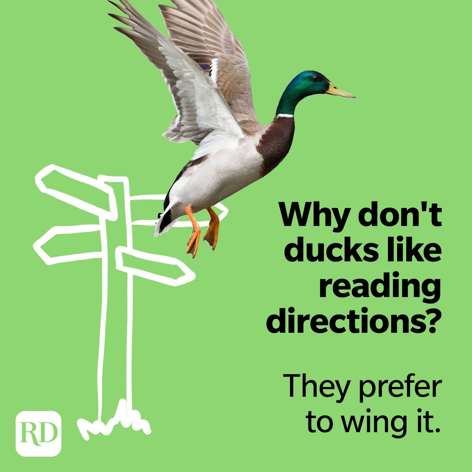 45 Duck Jokes That Will Quack You Up