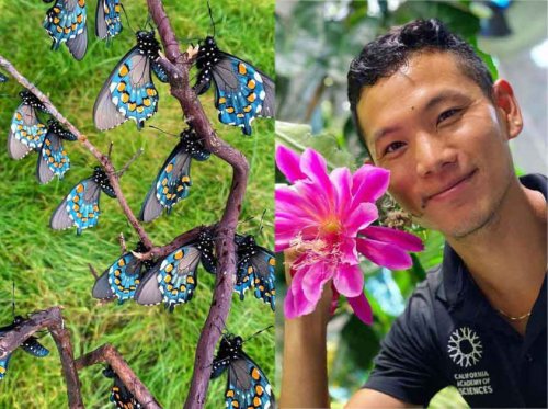 How one man single-handedly saved a rare butterfly species that “needed a little extra help”