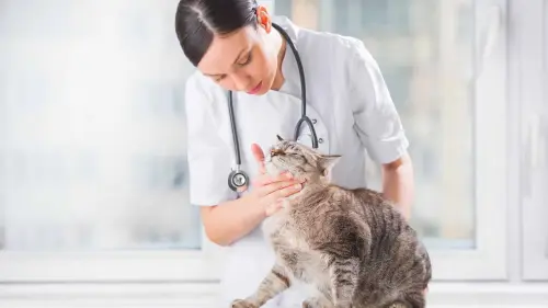 What Vaccines Do Indoor Cats Need?