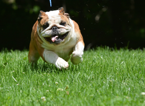 Make Your Dog Smarter This Spring With These Simple Brain Games