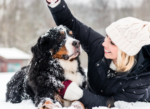 DOG & PET CARE WISDOM - cover