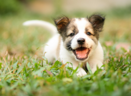 Cut Vet Bills With Simple Home DIY Care