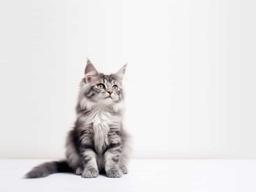Why Maine Coon Cats Might Be the Ultimate Family Pet