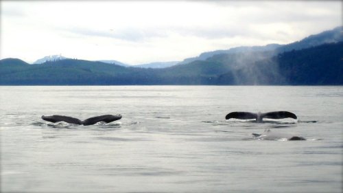 Complete Guide to Alaskan Cruises in 2022: Including Ports of Call and What to Pack - The Frugal Expat