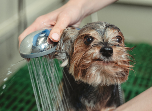 Splash Without the Strain: Revolutionize Your Dog Wash Game and Save Your Spine