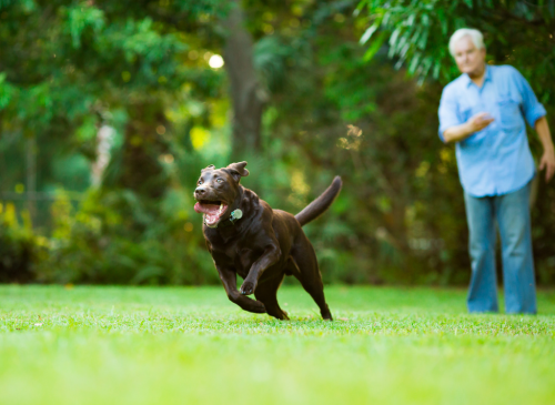 Easy Ways to Soothe Your Dog's Arthritis Pain at Home