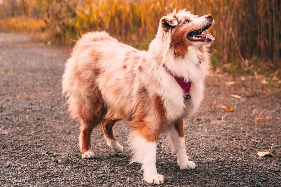 FURR BABIES cover image