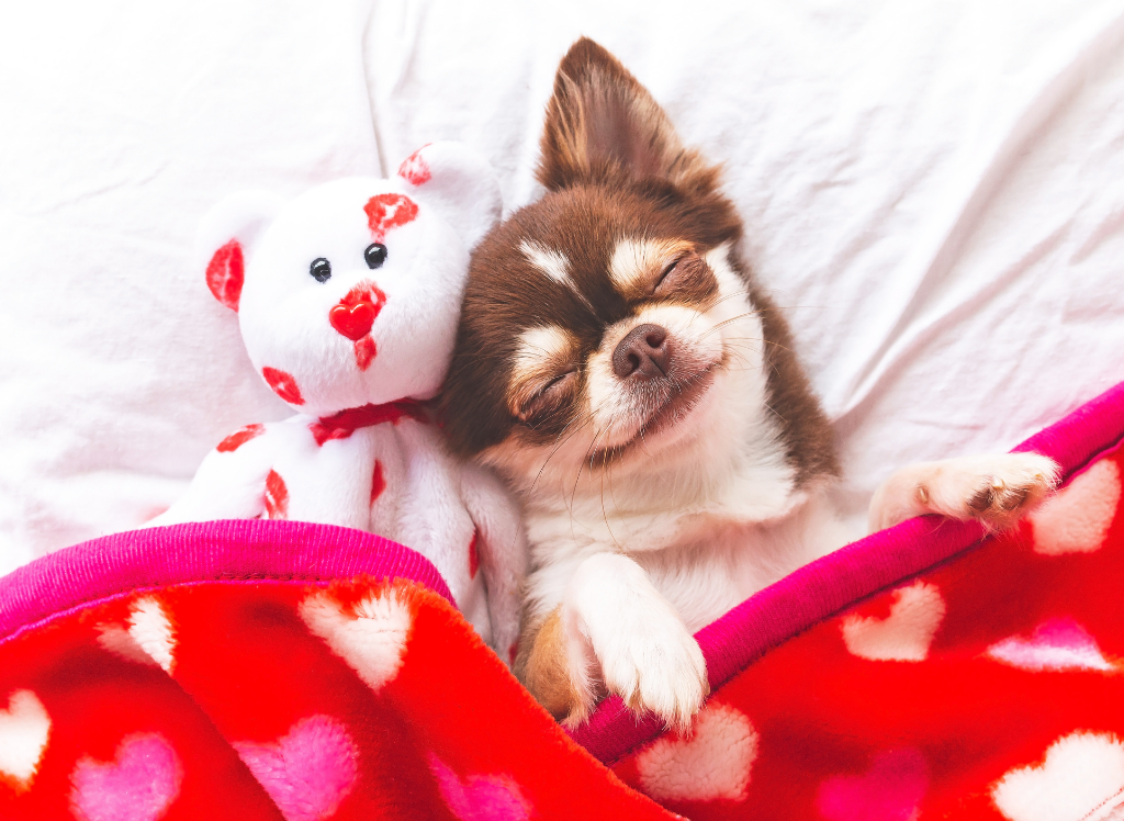Four-Legged Besties