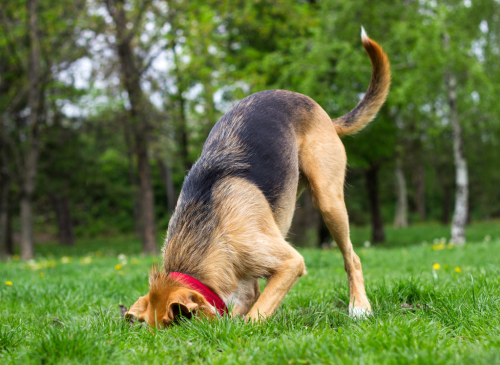 Transform Your Yard With a DIY Dog Digging Zone