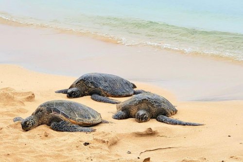 One of These Hawaiian Islands is Better for You, Here's How to Decide Which One🌺