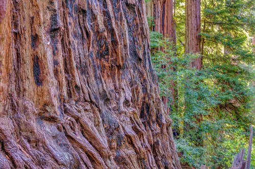 Trail Treasures: Santa Cruz's Most Spectacular Hikes You Haven't Tried Yet