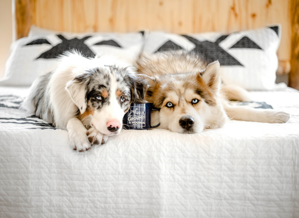 PUPPY TRAINING - cover