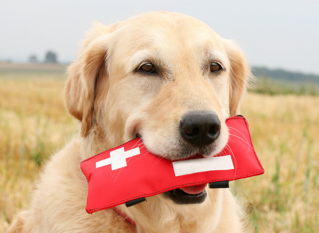 Canine Companions