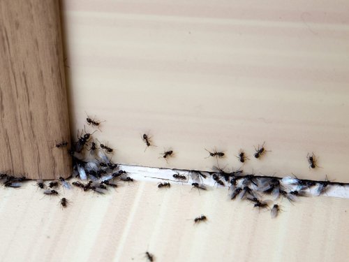 Simple Solutions to Help You Get Rid of Ants for Good