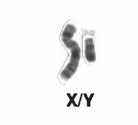Why the 'Wimpy' Y Chromosome Hasn't Disappeared