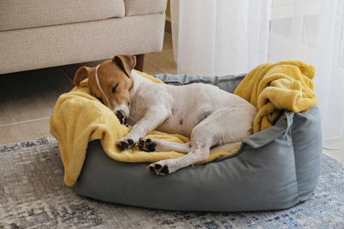 How Often Are You Washing Your Dog's Bed? A Vet Shares the Best Way to Keep It Bacteria-Free