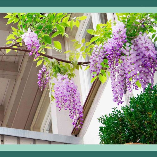 10 Flowering Vines to Add Beauty (and Privacy) to Your Backyard