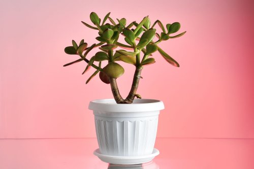 12-best-houseplants-to-give-as-gifts-flipboard