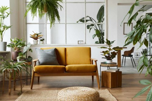 How to (Finally!) Get Rid of Gnats In Your Plants