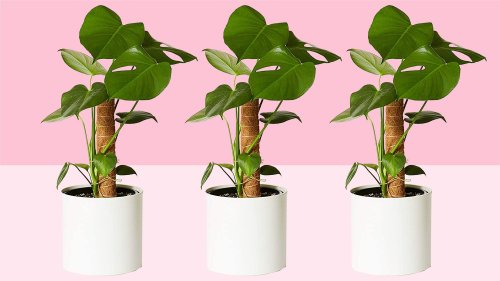 This Handy Tool Makes Indoor Plants 'Healthier Than Ever and Significantly Happier,' According to Reviewers