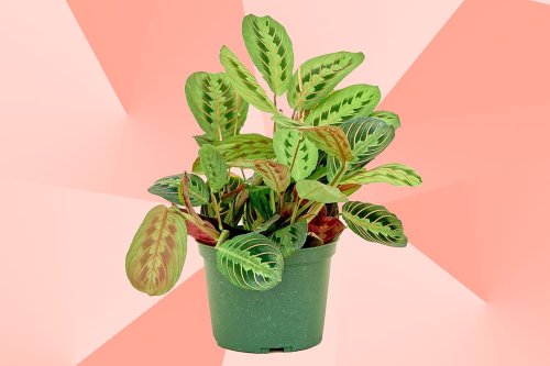 The 20 Best Places to Buy Plants Online in 2023