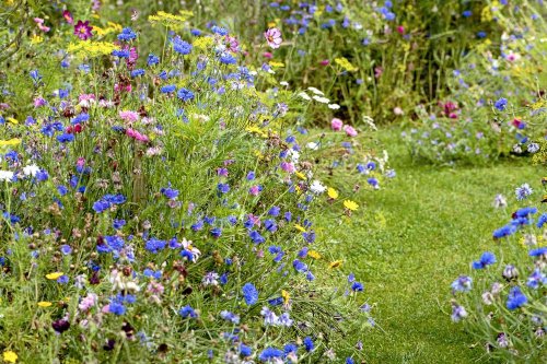 'Chaos Gardening' Is the Low-Maintenance Way to Grow Flowers All Season
