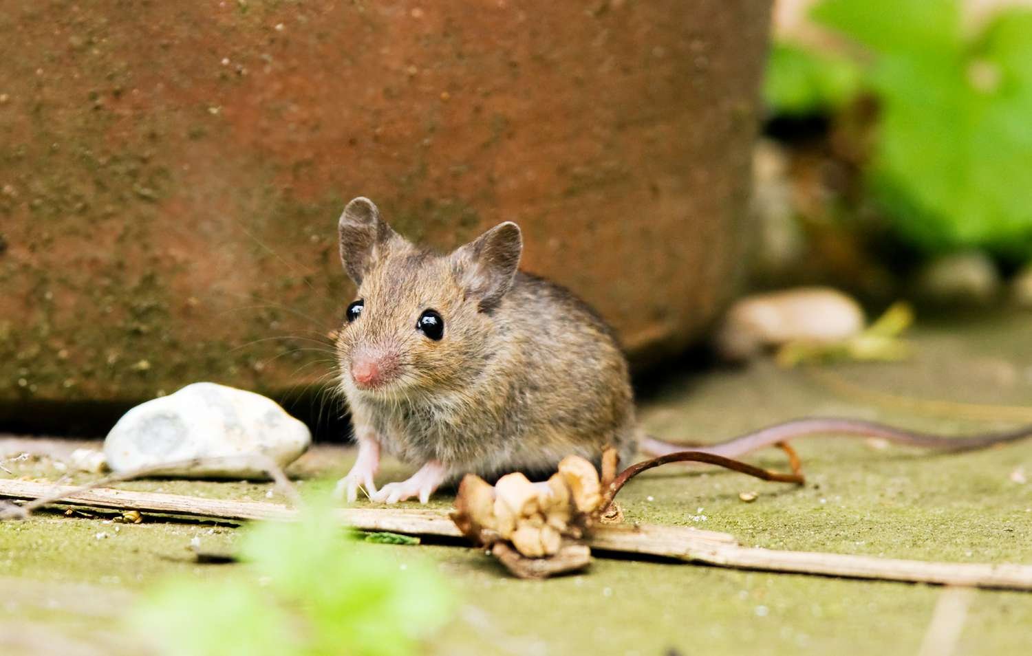 How to Keep Mice Away From Your House—Permanently Flipboard