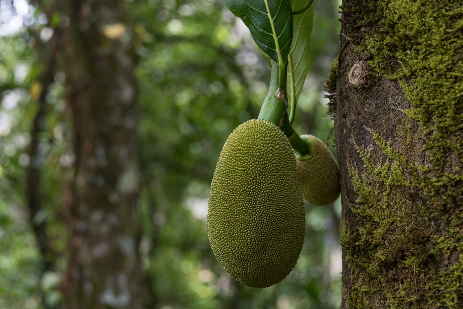 What Is Jackfruit? Here's What You Should Know
