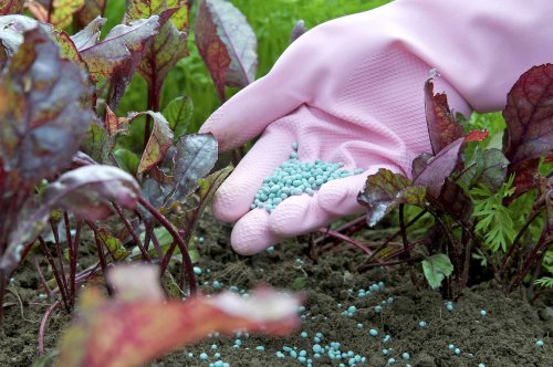 Do You Really Need to Fertilize Your Outdoor Plants? Experts Share When It’s Worth It