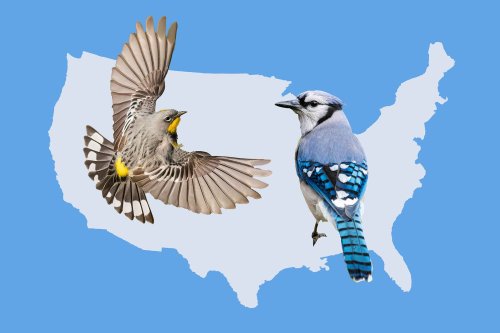 These Are the Birds You’re Most Likely to See in Your State This Summer