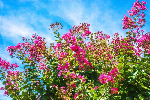 These Fast Growing Trees Will Afford You More Privacy at Home