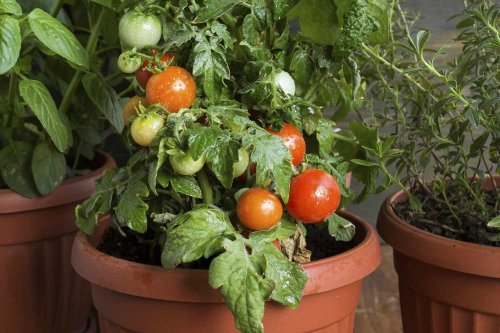 How to Grow Cherry Tomatoes That Thrive in Pots and Containers